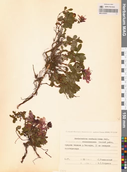 MAG 0016810
