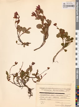 MAG 0016817