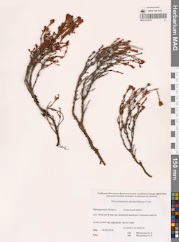 MAG 0016819