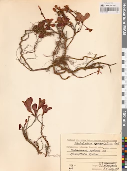MAG 0016820