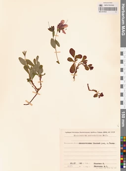 MAG 0016822