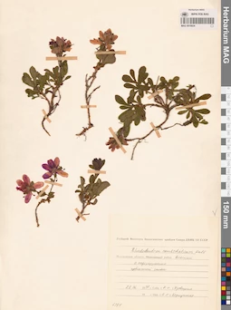 MAG 0016824