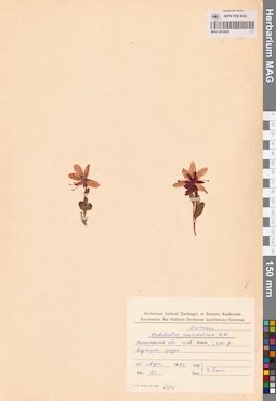 MAG 0016829