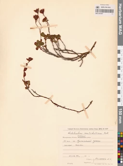 MAG 0016831