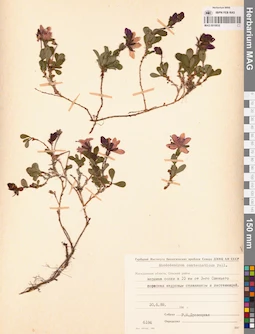 MAG 0016832