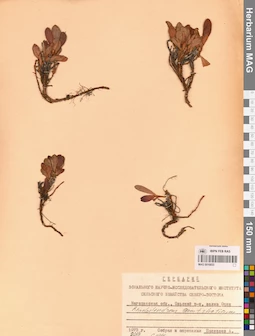 MAG 0016833