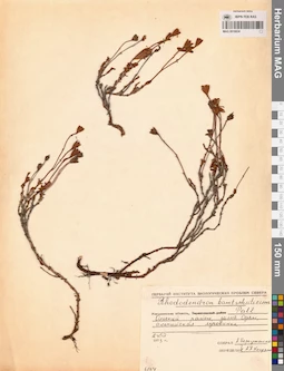 MAG 0016834