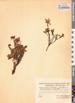 MAG 0016839