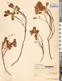 MAG 0016841