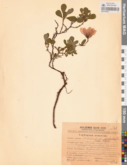 MAG 0016842