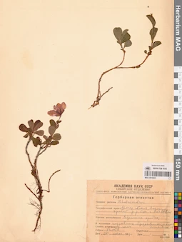 MAG 0016843