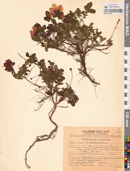MAG 0016844