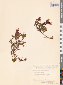 MAG 0016845