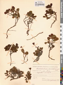 MAG 0016846
