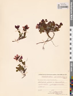 MAG 0016847