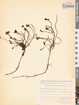 MAG 0016849