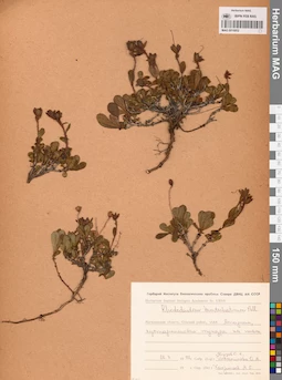 MAG 0016852