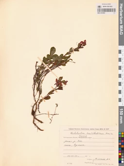 MAG 0016854