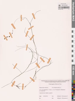 MAG 0017208