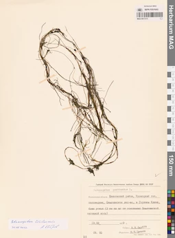 MAG 0017213