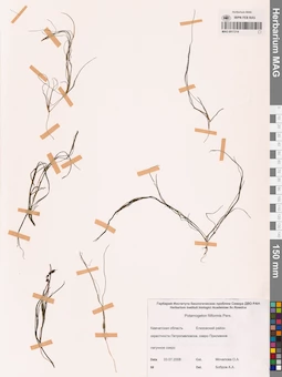 MAG 0017214