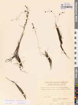 MAG 0017222