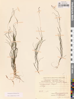 MAG 0017223