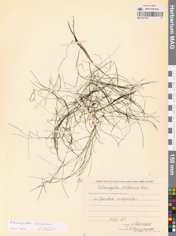 MAG 0017224