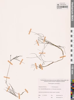 MAG 0017230