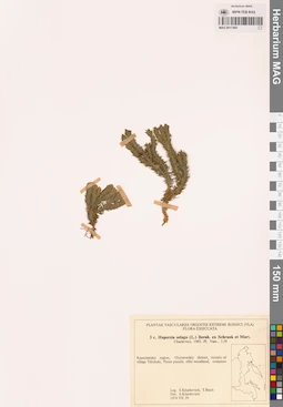 MAG 0017405