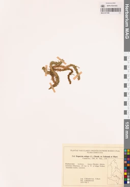 MAG 0017406