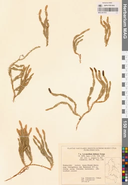 MAG 0017412