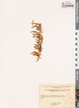 MAG 0017415