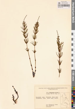 MAG 0017418