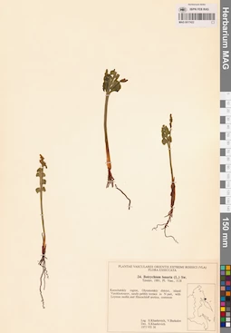 MAG 0017422