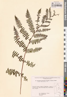 MAG 0017424