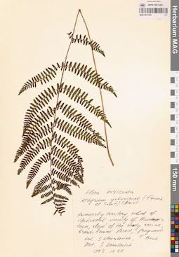 MAG 0017425