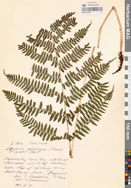 MAG 0017426