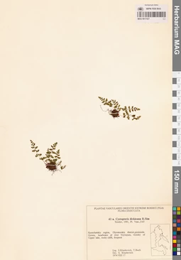 MAG 0017427