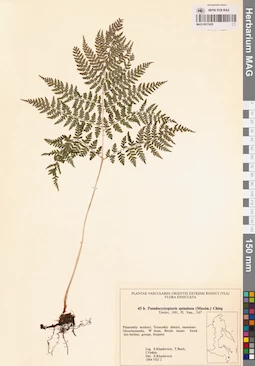 MAG 0017429
