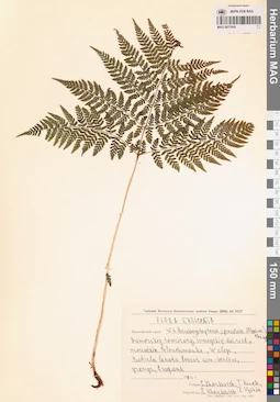 MAG 0017430