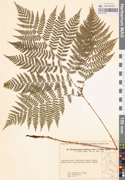 MAG 0017433