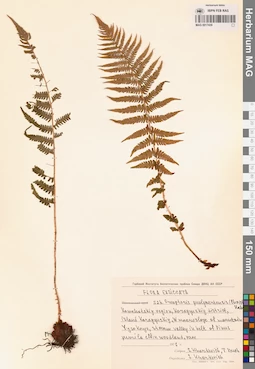 MAG 0017439