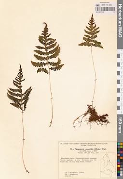 MAG 0017440