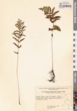 MAG 0017442