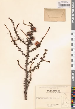 MAG 0017445