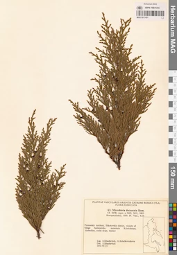 MAG 0017451