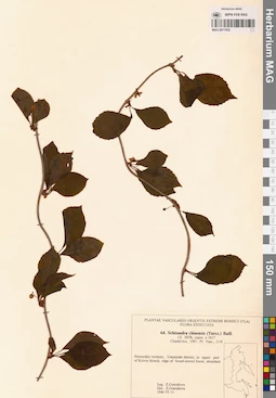 MAG 0017452