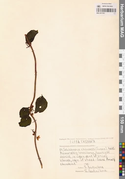 MAG 0017453
