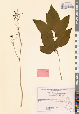 MAG 0017454